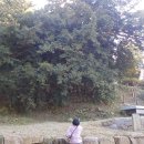 강진-39 | 강진 병영성 근처 볼거리 천연기념물 제39호 강진 삼인리 비자나무