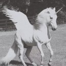 유니콘 이미지
