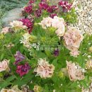 (주)하나마이 네이버블로그