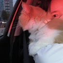 캣동산 | 광주 캣동산ㅣ광주 고양이호텔 방문탁묘 캣시터 내돈내산 후기