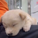 강아지정류장 이미지