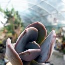 천기농장 이미지