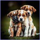 플랜멍 강아지분양 대구본점 | 대구 강아지분양 플랜멍에서 건강한 반려견 찾은 행복한 경험