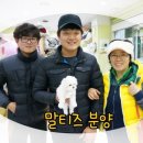 스타멍스 | 울산 북구 애견샵 &lt;스타멍스 말티즈분양후기&gt;