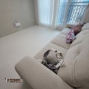 고덕국제신도시아너스 | 고덕국제신도시 아너스 키팡매트 시공, 아이와 반려견 모두 편안해졌어요!