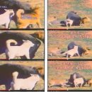 풍산목장 이미지