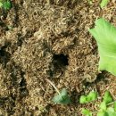 송림톱밥 이미지