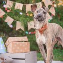 꼬리 흔드는 강아지 이미지