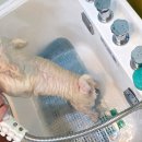 퐁퐁파피 이미지