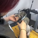 갤럭시펫 애견미용 이미지