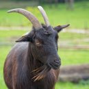 대한흑염소 이미지