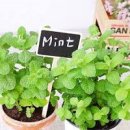 애플민트 이미지