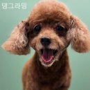 댕그라밍 이미지