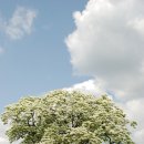 대구제일교회 이미지