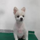 프리티 도그&캣 이미지