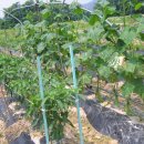 신가농장 이미지