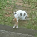 풍차랑 허브랑 이미지