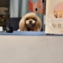 몽실놀다가개
