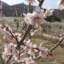 매화꽃 축제 와 쫓비산 산행 (벙게산행) 이미지