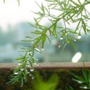 니꼴라오 이미지