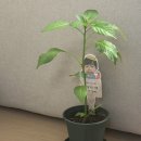 이준이랑 키우는 고추 근황🌶️😄 이미지