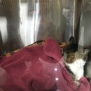 닥터표 동물병원 이미지