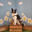 헬로우 댕글 이미지