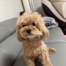 채리애견샵 이미지