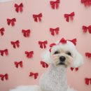 말랑이발소 이미지