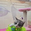 고양이분양 꽃개와 꽃냥 인천 청라점 이미지