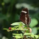 불암산나비정원 이미지