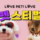 펫스티벌 이미지