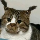 마마롱