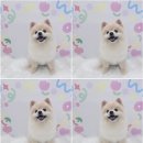 하늘펫살롱 이미지