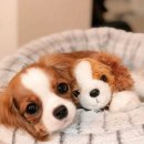 퍼스트 동물메디컬 센터 이미지