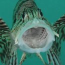 장관목장 이미지