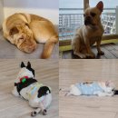 하오쿠 | 부산 송정 애견카페[하오쿠]::솔직후기!