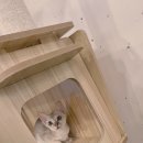 수원고양이분양 고사남 본점 | 서대문싱가푸라고양이분양 이만큼 확실한 곳은 없을 거예요