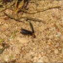 반딧불이 이미지