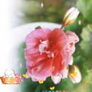 렌자 제라늄 꽃 (탑현 - 사랑한다고 말해줘) 이미지