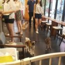 퍼펫 애견카페 이미지