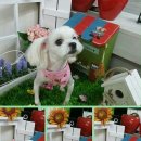 순도리네애견 이미지