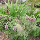 흰민들레소식 이미지