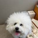 살롱 드 비숑 | 상무지구 애견미용 &amp; 네일샵 살롱드207, 비숑 스포팅 후기