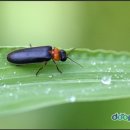 꼬꼬네농장 이미지