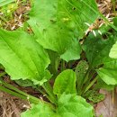 질경이농장2 이미지