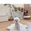 댕스베리 이미지