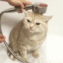 목욕하는고양이 이미지