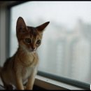 냥이멍이네 이미지