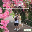 효자동체육시설 족구장 | 전북 익산 배산체육공원_만개한 색색의 장미터널 도심 속 힐링 명소